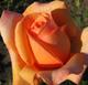 Продаю саженцы роз с окс из Краснодарского края