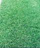 Рулонные газоны Сочи. Красиво и удобно